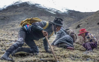 最好的冬蟲夏草采挖季節(jié)