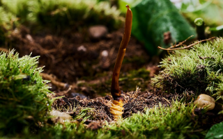 正宗那曲新鮮冬蟲夏草價(jià)格