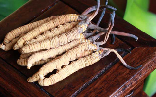 冬蟲夏草可以打粉服用嗎