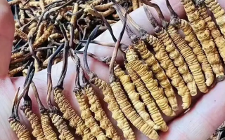 極品的冬蟲(chóng)夏草什么行情