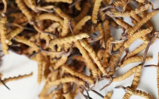 高產(chǎn)冬蟲(chóng)夏草營(yíng)養(yǎng)價(jià)值排名