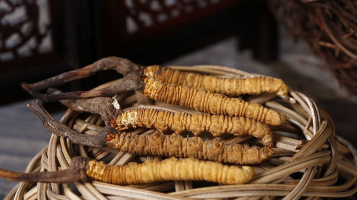 新鮮<a href=http://m.xmwhr.com/jiage/ target=_blank class=infotextkey>冬蟲(chóng)夏草的價(jià)格</a>一根