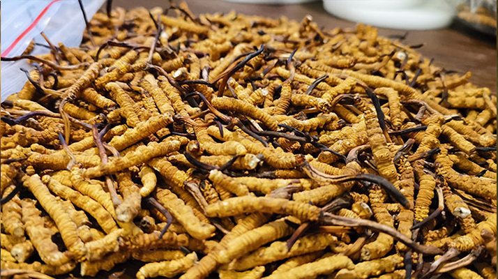 冬蟲夏草與百合能合用嗎