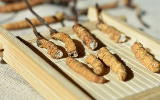 冬蟲夏草主打什么成分