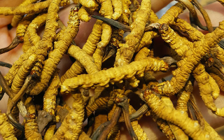 冬蟲夏草吃多久有效果