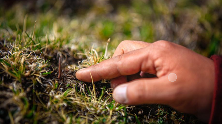 冬蟲夏草怎么找？自然采挖與市場(chǎng)獲取全指南