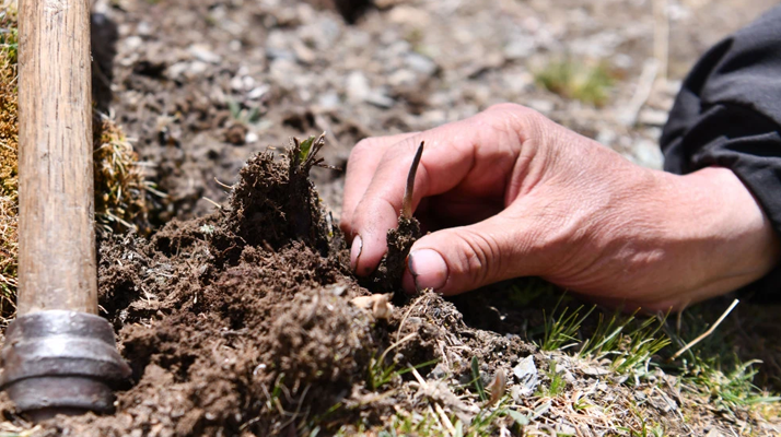 冬蟲夏草采摘全紀(jì)實(shí)：一場海拔4500米的生命接力