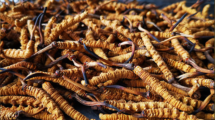 國際市場(chǎng)冬蟲夏草行情分析：從東方瑰寶到全球健康投資的戰(zhàn)略商品