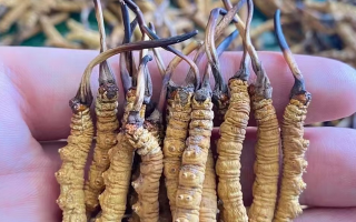 冬蟲夏草等級怎么辨別？專業(yè)指南教你識別優(yōu)劣真?zhèn)?> </div>
            <div   id=