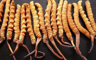 深圳冬蟲(chóng)夏草價(jià)格指南：一克多少錢(qián)？