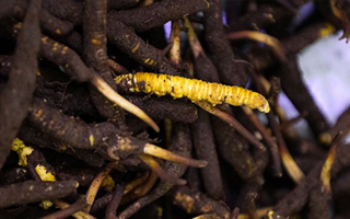 新鮮冬蟲夏草可以冷凍嗎？科學保存指南來了