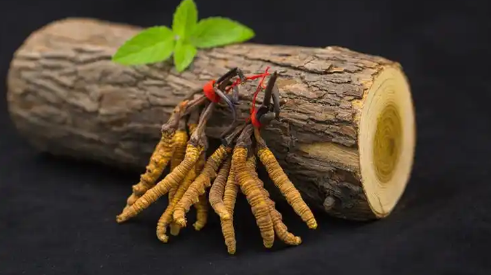 冬蟲夏草一開始長什么樣？從幼蟲到蟲草雛形的生長歷程