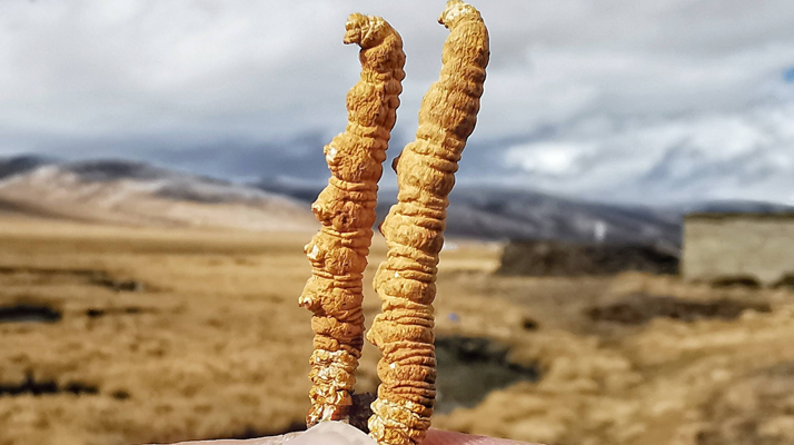 冬蟲(chóng)夏草干了之后什么樣？