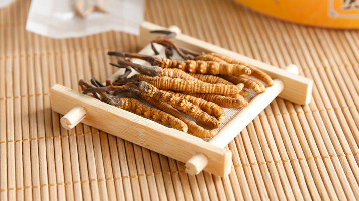 冬蟲夏草形成的必要條件：多要素精準契合的自然奇跡