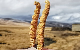 冬蟲(chóng)夏草干了之后什么樣？從外觀(guān)到特性全解析