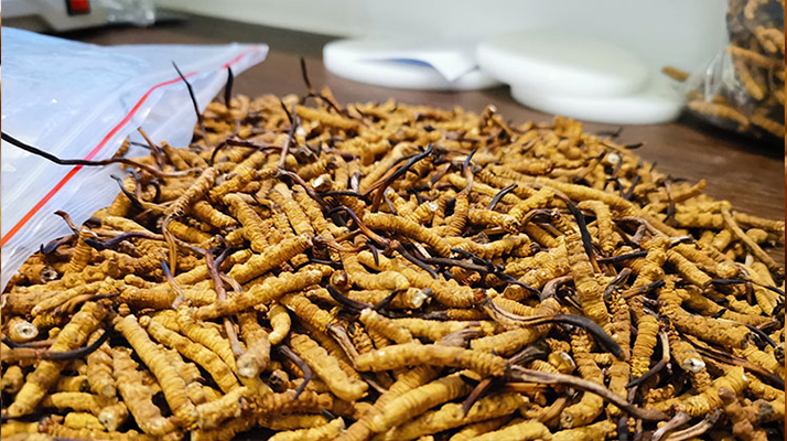 冬蟲夏草：泡水喝還是煮一下？兩種食用方式的全面對比