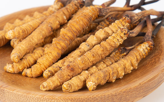 冬蟲夏草，真有那么大效果？