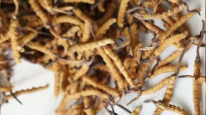 探尋正宗冬蟲夏草的產(chǎn)地