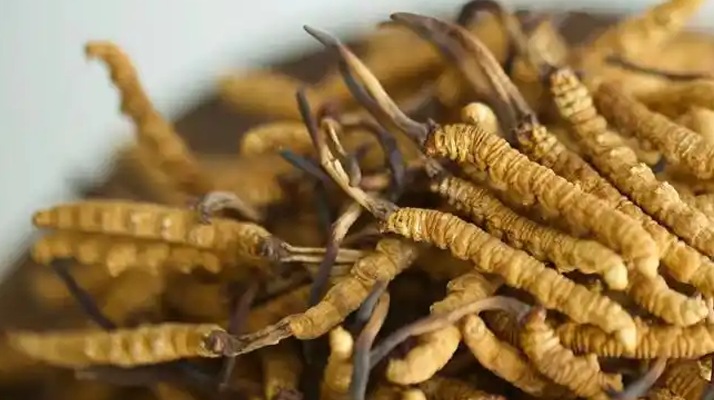 正品冬蟲(chóng)夏草的藥用價(jià)值：從傳統(tǒng)智慧到現(xiàn)代科學(xué)的雙重印證