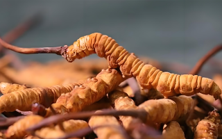 冬蟲夏草泡酒全攻略：所需材料、選材標(biāo)準(zhǔn)與準(zhǔn)備指南