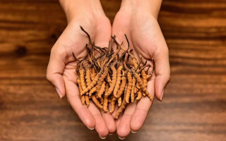 比較好的冬蟲(chóng)夏草市場(chǎng)價(jià)