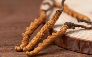 新鮮冬蟲(chóng)夏草怎么保存