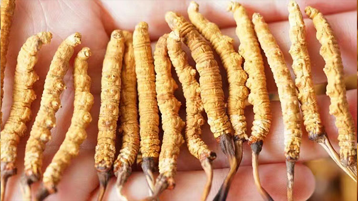 長時間喝冬蟲夏草好嗎？科學視角下的利弊與飲用指南