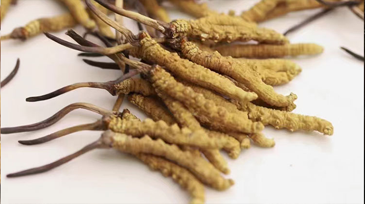 長期吃冬蟲夏草會怎么樣？從益處到注意事項詳解