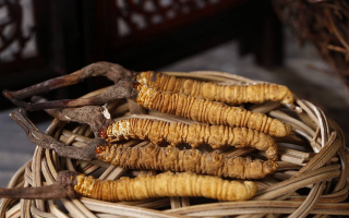 冬蟲夏草煲湯怎么煲好喝？營養(yǎng)與口感雙優(yōu)的實(shí)用指南