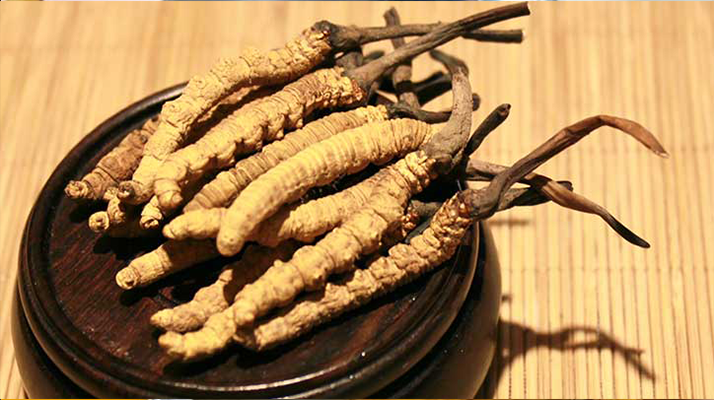 剛挖采的冬蟲(chóng)夏草怎么辦？科學(xué)處理與儲(chǔ)存指南