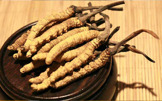 剛挖采的冬蟲(chóng)夏草怎么辦？科學(xué)處理與儲(chǔ)存指南