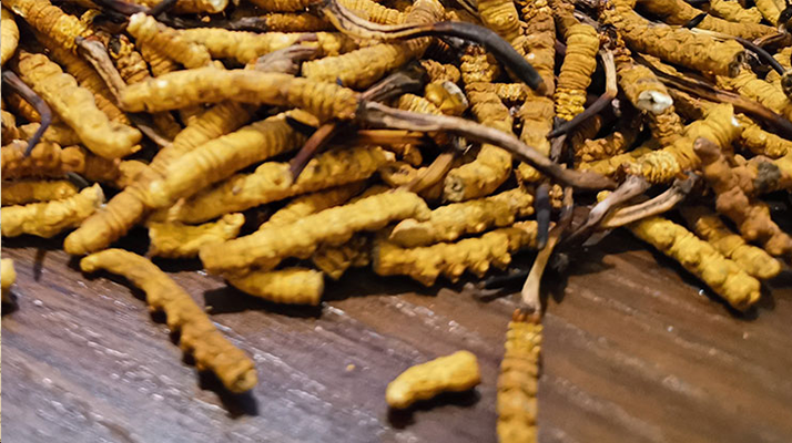 鮮冬蟲夏草煮多久？掌握時(shí)長(zhǎng)，鎖住營(yíng)養(yǎng)與鮮味