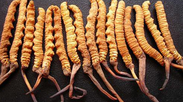 野生冬蟲夏草一根多少錢？ 