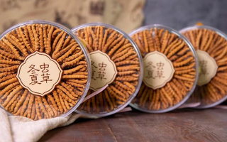 把握黃金時段！冬蟲夏草在這些時候吃效果更佳