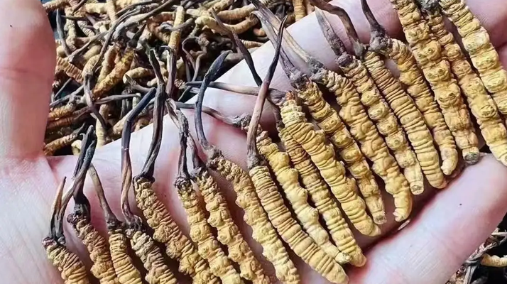 冬蟲夏草采收時間詳解：把握黃金期，守護(hù)珍稀資源