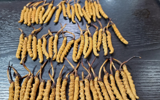 野生冬蟲夏草泡酒比例詳解：掌握黃金配比，泡出滋補(bǔ)好酒