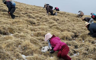 冬蟲夏草采挖看月份！4-7月各產(chǎn)區(qū)差異大，5-6月是“黃金窗口”