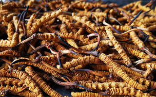 孕婦吃冬蟲夏草：安全用量與禁忌指南