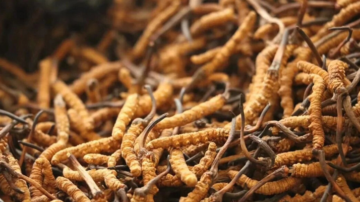 鮮冬蟲夏草有保質(zhì)期嗎？儲存方式與時效全解析