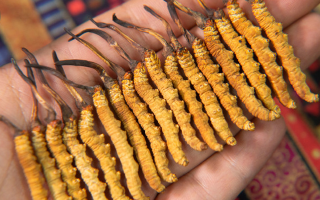 冬蟲夏草怎么辨別真假？4 大維度 + 避坑指南