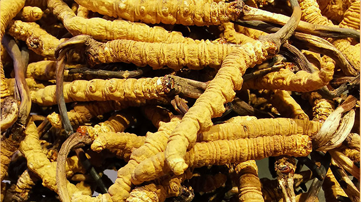 鮮<a href=http://m.xmwhr.com/jiage/ target=_blank class=infotextkey>冬蟲夏草多少錢</a>一斤 