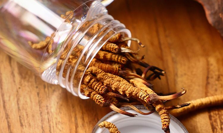 <a href=http://m.xmwhr.com/jiage/ target=_blank class=infotextkey>冬蟲夏草多少錢</a>一條 