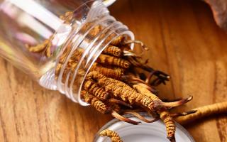 冬蟲夏草多少錢一條？2025 年單條價格換算與選購攻略