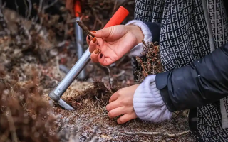 山上認冬蟲夏草：從環(huán)境到細節(jié)，4 步避開 “偽蟲草”