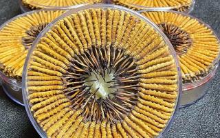 冬蟲夏草一斤價格多少？2025 年行情揭秘，差價竟達數(shù)十倍