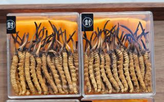 冬蟲夏草現(xiàn)在多少錢一克？2025 年克價(jià)揭秘，差價(jià)達(dá) 5 倍