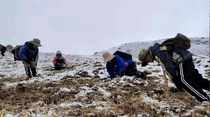 冬蟲夏草：探尋其核心產地的奧秘