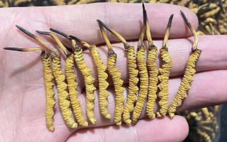 野生冬蟲(chóng)夏草的外形特征：一眼識(shí)別高原珍稀瑰寶