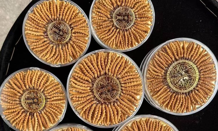 蟲(chóng)草從產(chǎn)地到市場(chǎng)的價(jià)值密碼