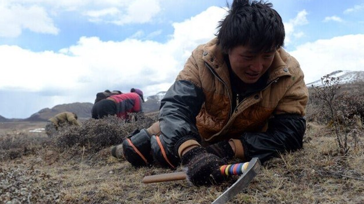 那曲<a href=http://m.xmwhr.com/sdph/wacr/ target=_blank class=infotextkey>挖草人</a>阿旺的蟲草采摘時間表 